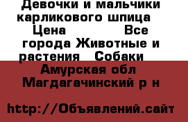 Девочки и мальчики карликового шпица  › Цена ­ 20 000 - Все города Животные и растения » Собаки   . Амурская обл.,Магдагачинский р-н